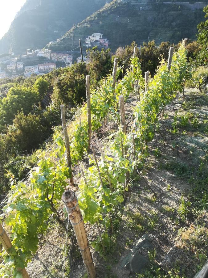 Affittacamere Le Oche Riomaggiore Eksteriør billede